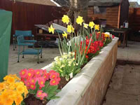 daffodils and primulas planted in walls